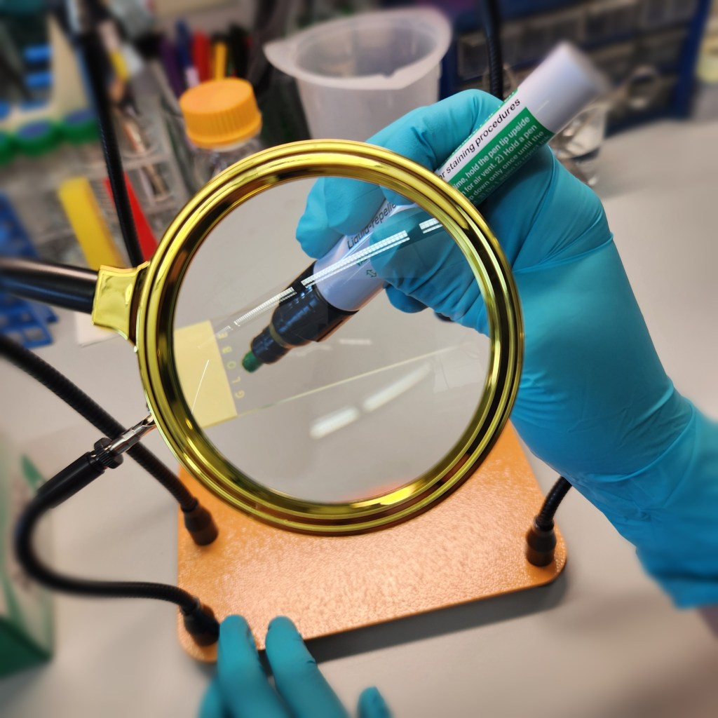 A teal gloved hand holds a hydrophobic pen underneath a gold magnifying glass. The hydrophobic pen is being used to write on a glass slide. The magnifying glass, and glass slide are supported by black rods attached to a bright orange base.
