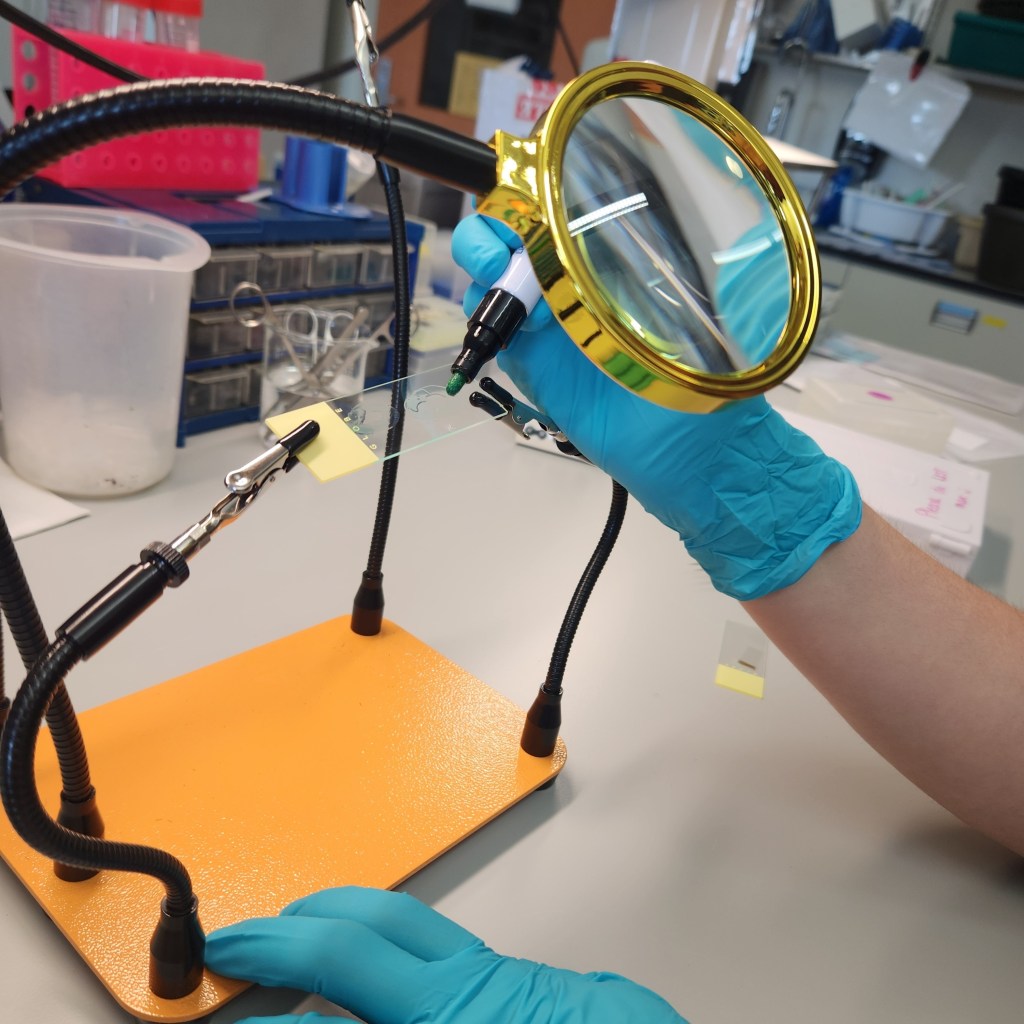 Two, teal gloved hands utilize the Helping Hands soldering platform to draw with a hydrophobic pen on a slide. The slide is supported by two alligator clamp, each attached to a bendable black rod, sequcred on a bright orange base. A gold magnifying glass also extends from the base.