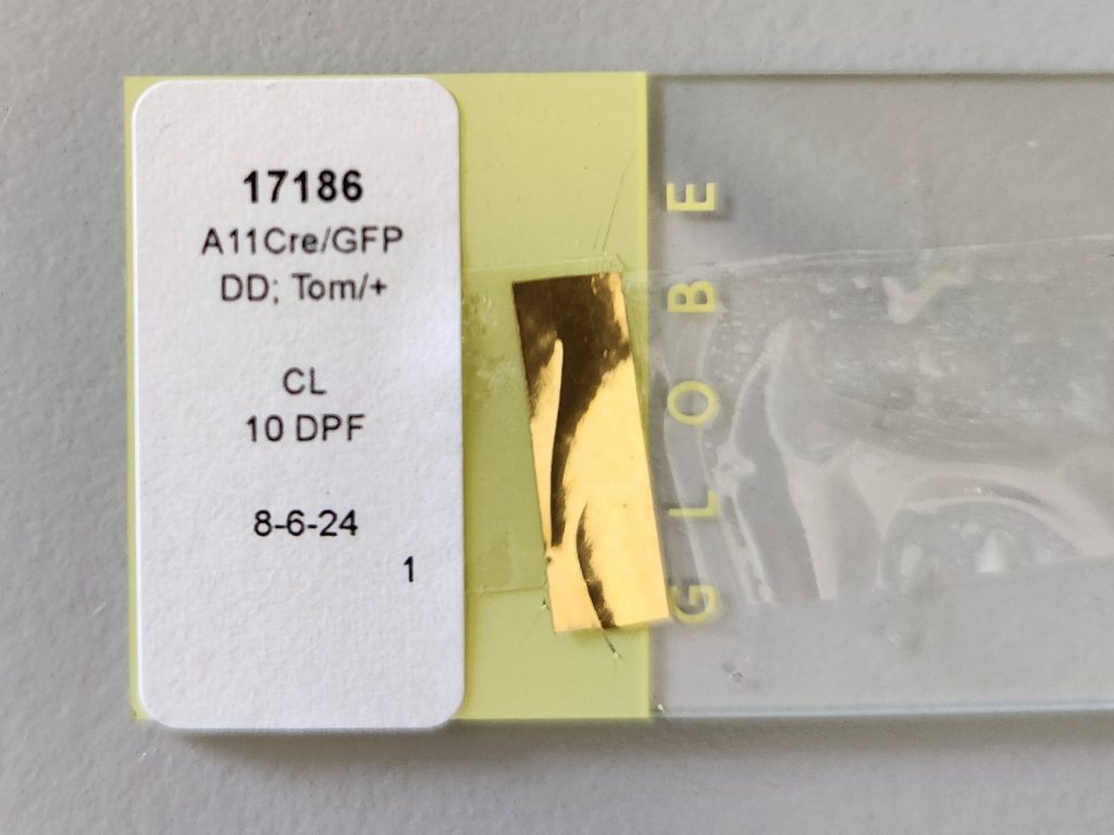A glass microscope slide has a white avery label sticker on the left hand side. The sticker contains text with information about the tissue that will be sectioned onto the slide.